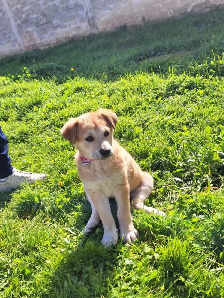 Heidi cerca casa  | Foto 2