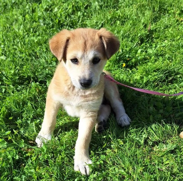 Heidi cerca casa  | Foto 1