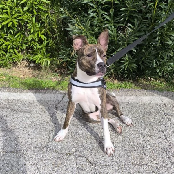 Pippi cerca casa | Foto 3