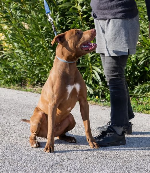 Jago cerca casa | Foto 4