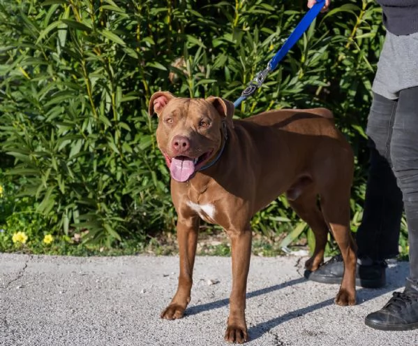 Jago cerca casa | Foto 3