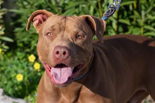 Jago cerca casa | Foto 2