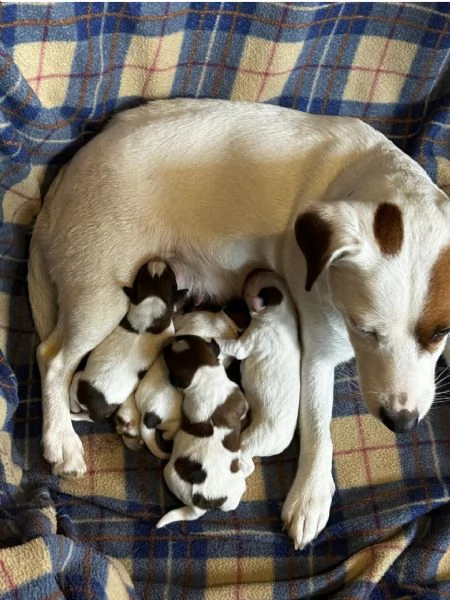 Cuccioli di Jack Russel