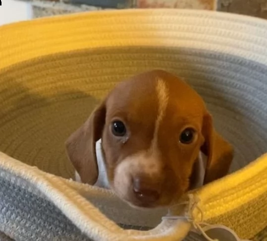 cuccioli di bassotto