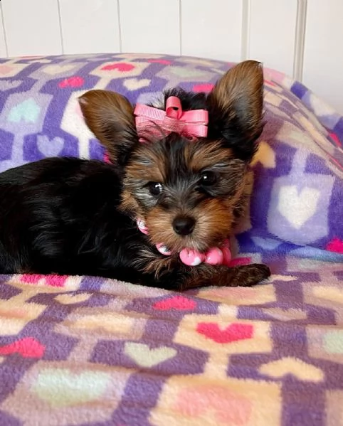 cuccioli yorkie per adozione34631716322
