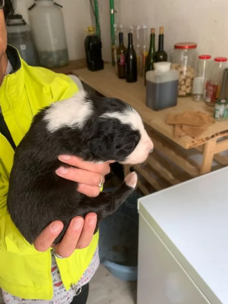 vendo cuccioli di border collie originali | Foto 4