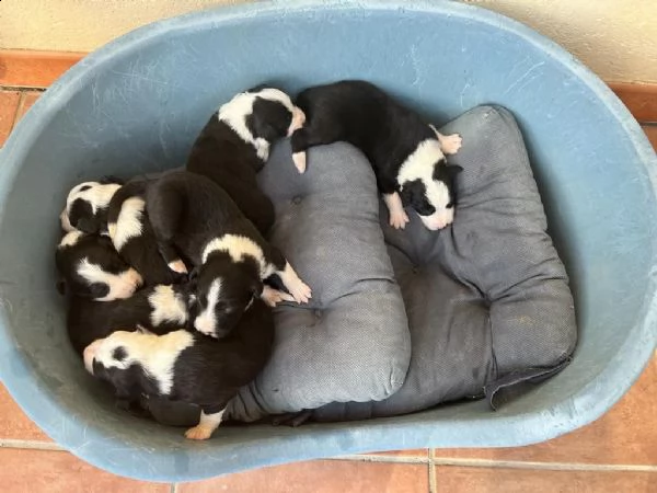 vendo cuccioli di border collie originali | Foto 3