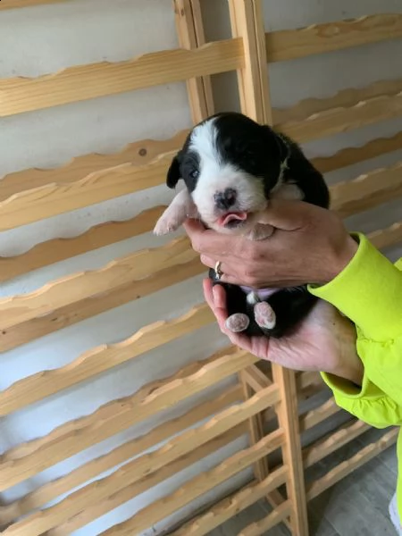 vendo cuccioli di border collie originali | Foto 2