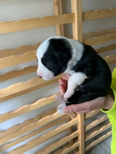 vendo cuccioli di border collie originali | Foto 1