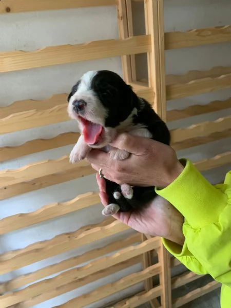 vendo cuccioli di border collie originali