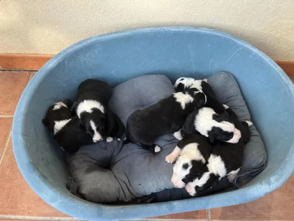 vendo cuccioli di border collie originali | Foto 0