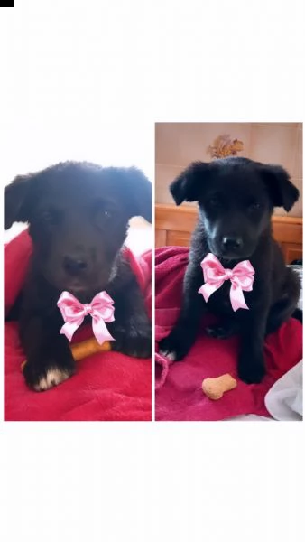 cuccioli tenerissimi  | Foto 1