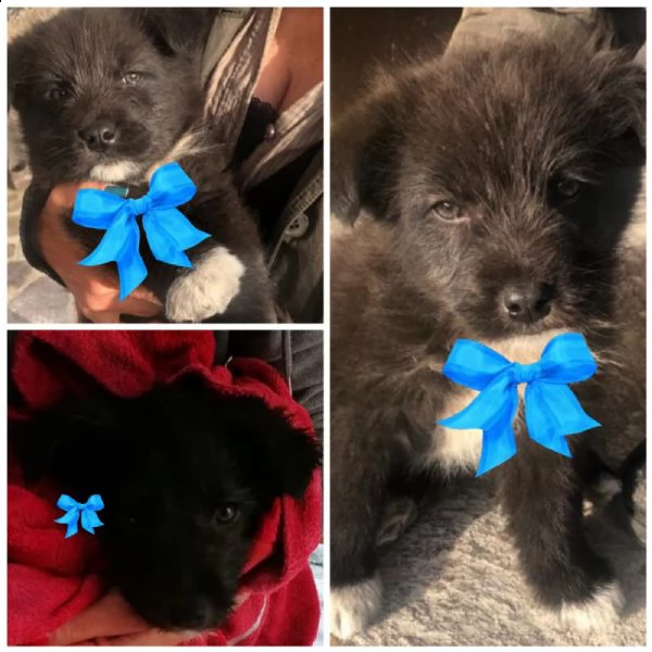 cuccioli tenerissimi  | Foto 0