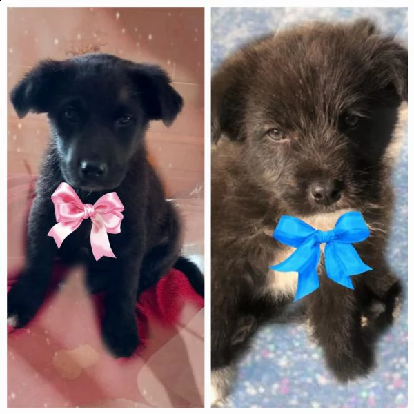cuccioli tenerissimi 
