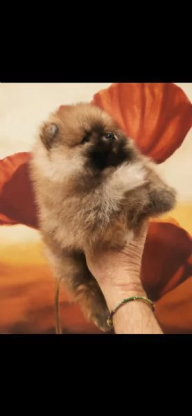cucciole di pomerania con pedigree 