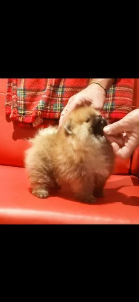 cucciole di pomerania con pedigree  | Foto 5