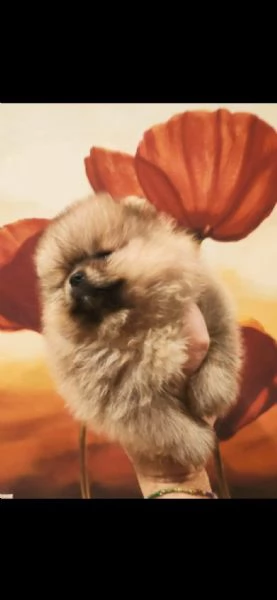 cucciole di pomerania con pedigree  | Foto 1