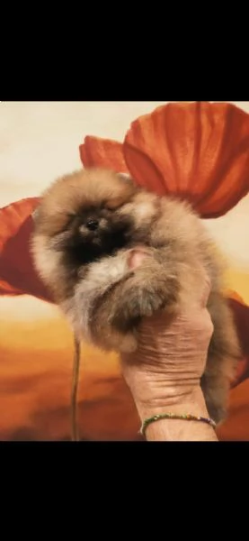 cucciole di pomerania con pedigree  | Foto 0