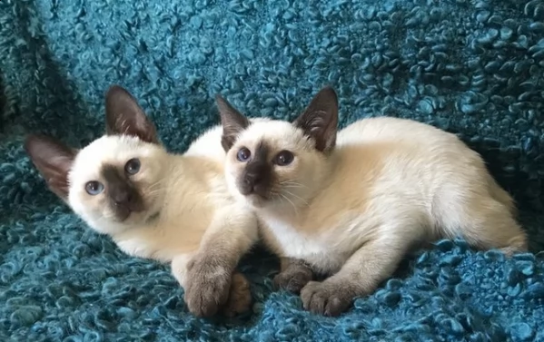 gattini di siamese pronti subito