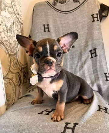 cuccioli di bouledogue francese