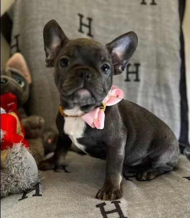 cuccioli di bouledogue francese | Foto 0