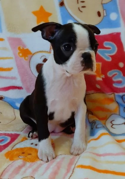 cuccioli boston terrier disponibili  | Foto 4