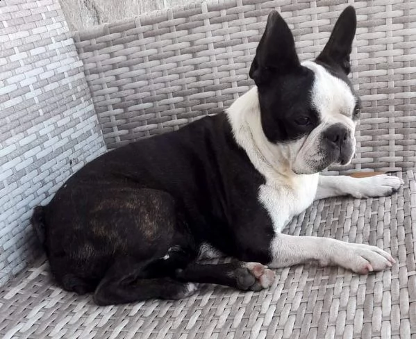 cuccioli boston terrier disponibili  | Foto 2