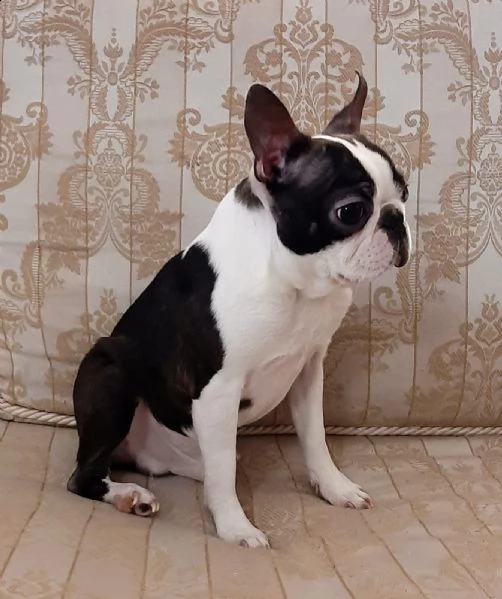 cuccioli boston terrier disponibili  | Foto 1