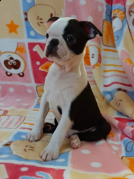 cuccioli boston terrier disponibili  | Foto 0