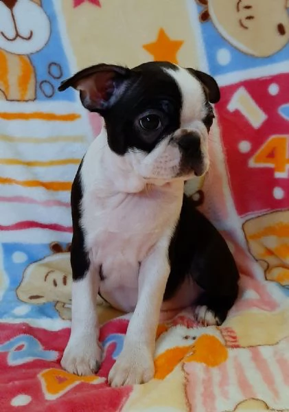 cuccioli boston terrier disponibili 