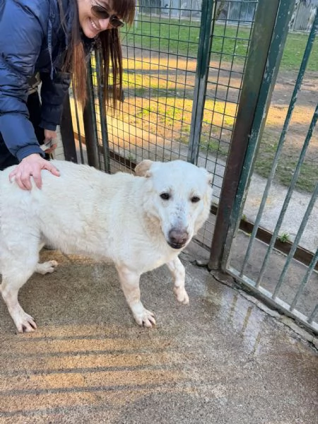 Easy un Labrador color miele | Foto 6