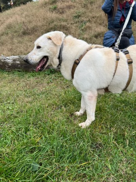 Splendida Labrador  EASY | Foto 6