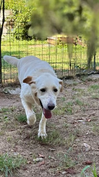 Easy un Labrador color miele | Foto 5