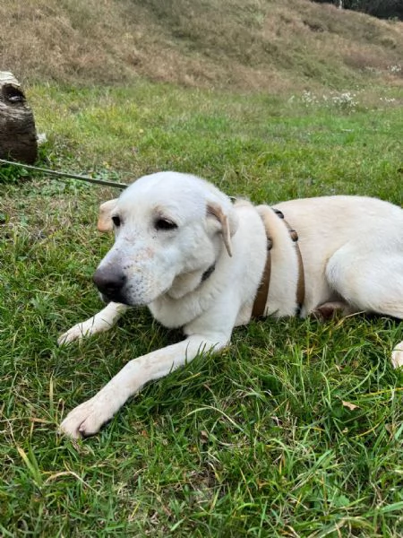 Splendida Labrador  EASY | Foto 5