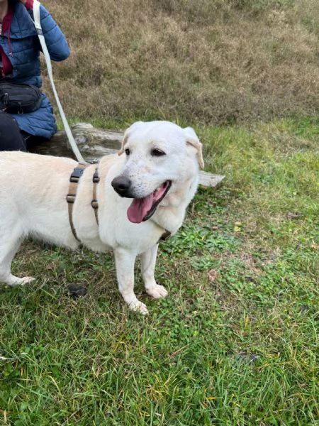 Splendida Labrador  EASY | Foto 4