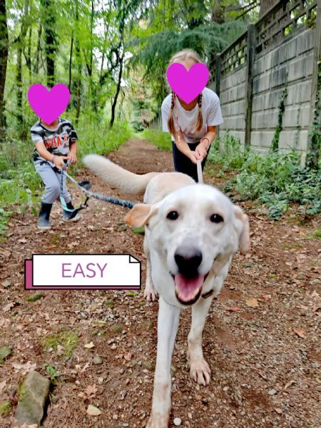 Splendida Labrador  easy | Foto 6