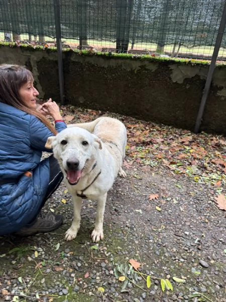 Splendida Labrador  EASY | Foto 3