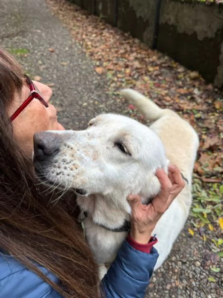 Splendida Labrador  EASY | Foto 2