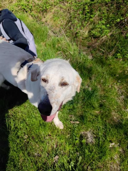 Easy un Labrador color miele | Foto 4