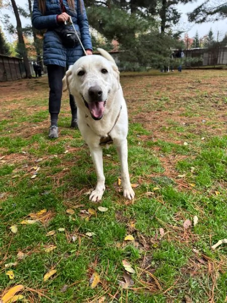 Easy un Labrador color miele