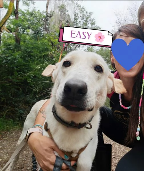 Splendida Labrador  easy