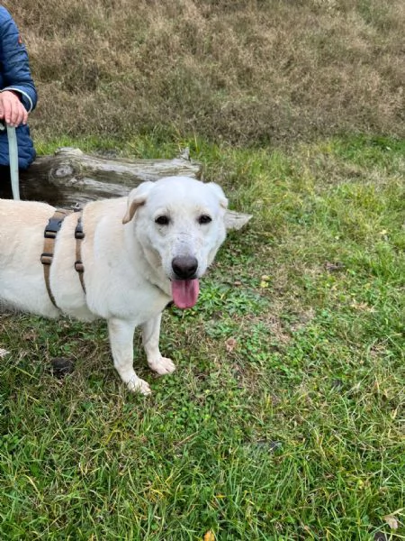 Splendida Labrador  EASY | Foto 1