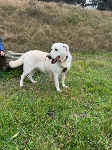 Splendida Labrador  EASY