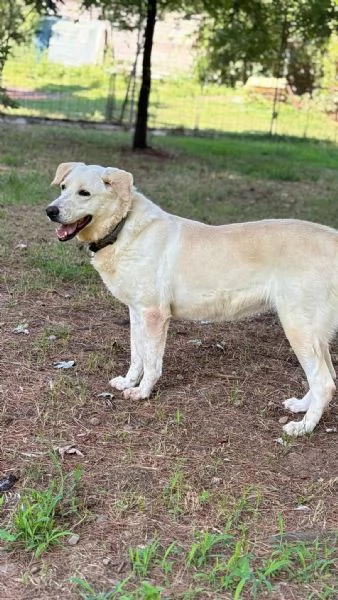Splendida Labrador  easy | Foto 5