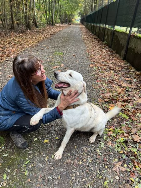Splendida Labrador  EASY | Foto 0