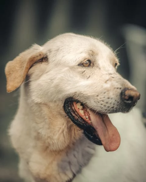 Easy un Labrador color miele