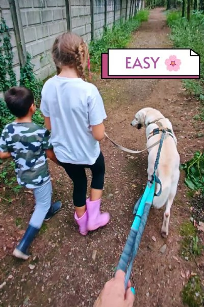 Splendida Labrador  easy | Foto 4