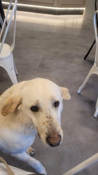 Easy un Labrador color miele | Foto 5