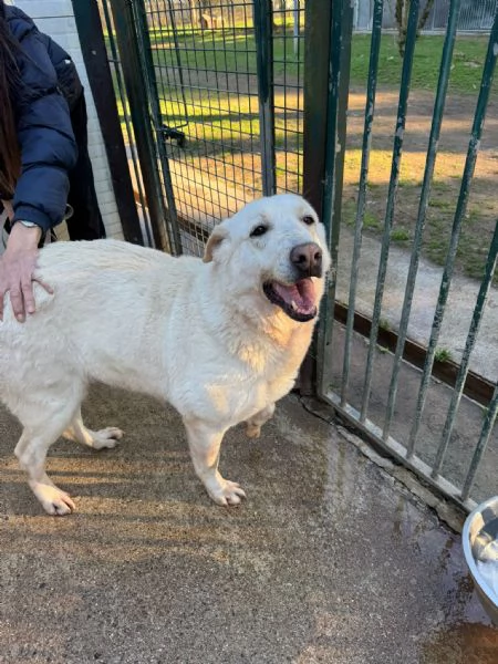 Easy un Labrador color miele | Foto 4