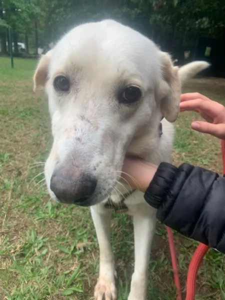 Easy un Labrador color miele | Foto 3